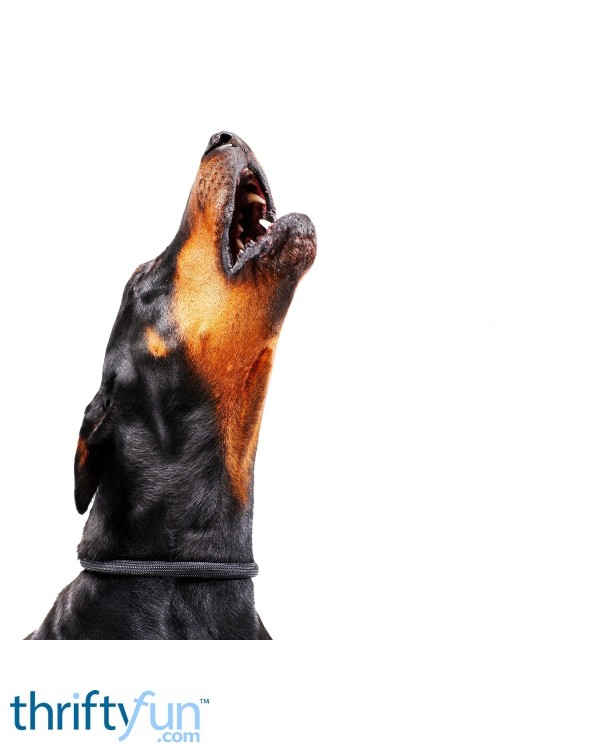 Dealing With Loud Barking ThriftyFun