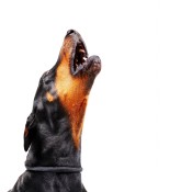 Dealing With Loud Barking - barking dog