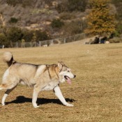 Husky Running on Grass