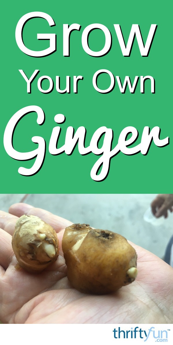How To Grow Your Own Ginger Thriftyfun 0245