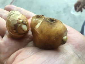 Grow Your Own Ginger - ginger bulb