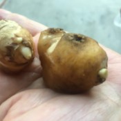 Grow Your Own Ginger - ginger bulb