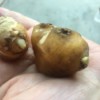 Grow Your Own Ginger - ginger bulb