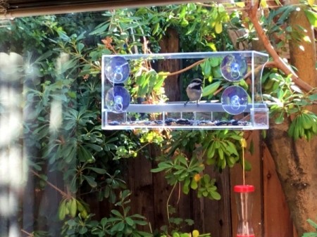 A chickadee in a clear bird feeder attached to a window.