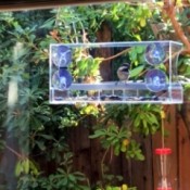 A chickadee in a clear bird feeder attached to a window.