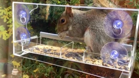 Clear Bird Feeder Visitors - squirrel in feeder