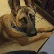 What Breed Is My Dog? closeup of dog