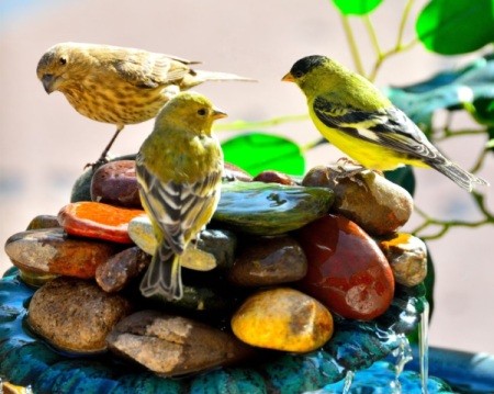Yellow finches on backyard fountain