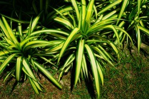 Spider Plants Outdoors