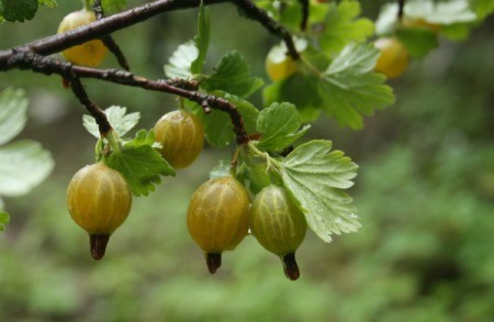 Growing Cape Gooseberry (Physalis peruviana) | ThriftyFun