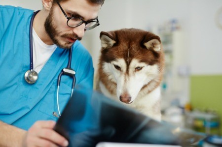 Dog and Vet Looking at X-Ray