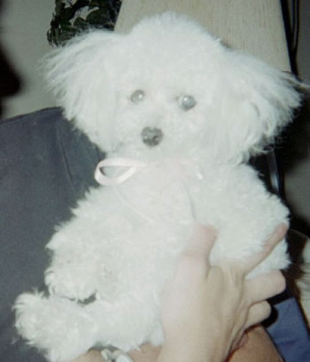 A white toy poodle.