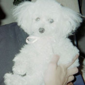 A white toy poodle.
