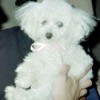 A white toy poodle.
