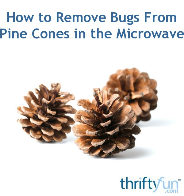 How to Remove Bugs From Pine Cones in the Microwave? | ThriftyFun