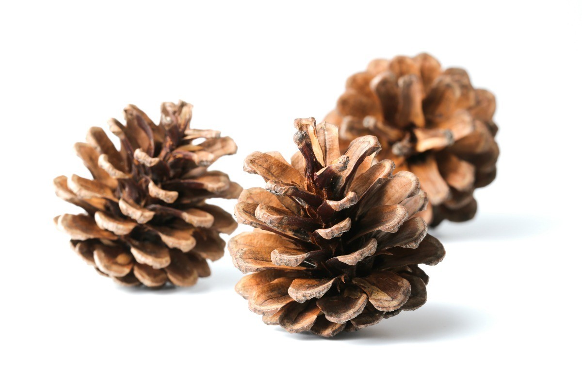 Can You Microwave Pine Cones to Kill Bugs? 