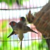 Finches Near Nest