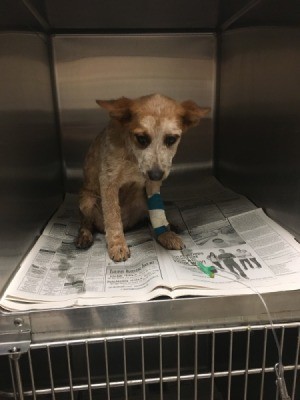 Recovery Time for Parvo - puppy at the vet