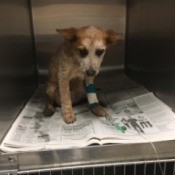 Recovery Time for Parvo - puppy at the vet