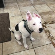 What Breed Is My Dog? black and white dog