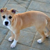 What Breed Is My Dog? small tan and white dog