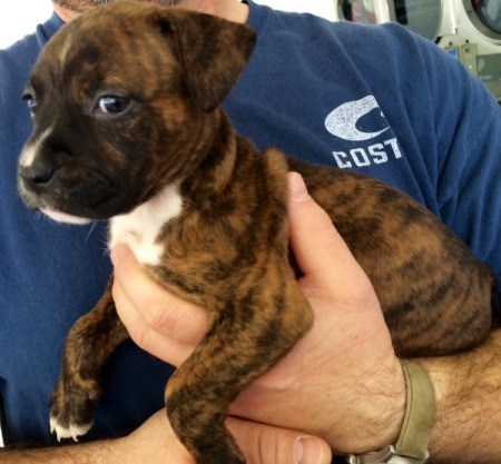 Is My Pit Bull Full Blooded?