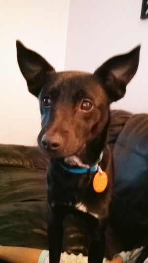 What Breed Is My Dog? - black dog with big pointy ears