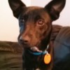 What Breed Is My Dog? - black dog with big pointy ears