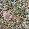 A frosty scene with fallen leaves.