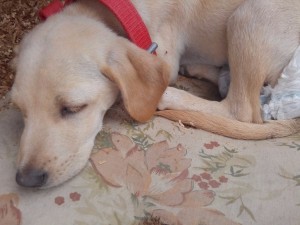 Caring for a Dog with Parvo - cream colored puppy