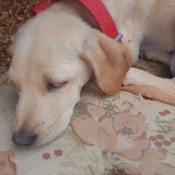 Caring for a Dog with Parvo - cream colored puppy
