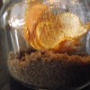 Orange peels inside a jar of brown sugar.