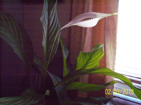 A Peace Lily in bloom, next to a window.