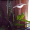 A Peace Lily in bloom, next to a window.