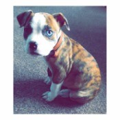 American Bulldog or Pitbull - brindle puppy