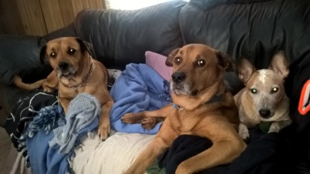 Dakota Boy Dakota Girl and Ginger (Red Heeler Mixes)