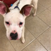 What Breed Is This Dog? - white dog with brown markings