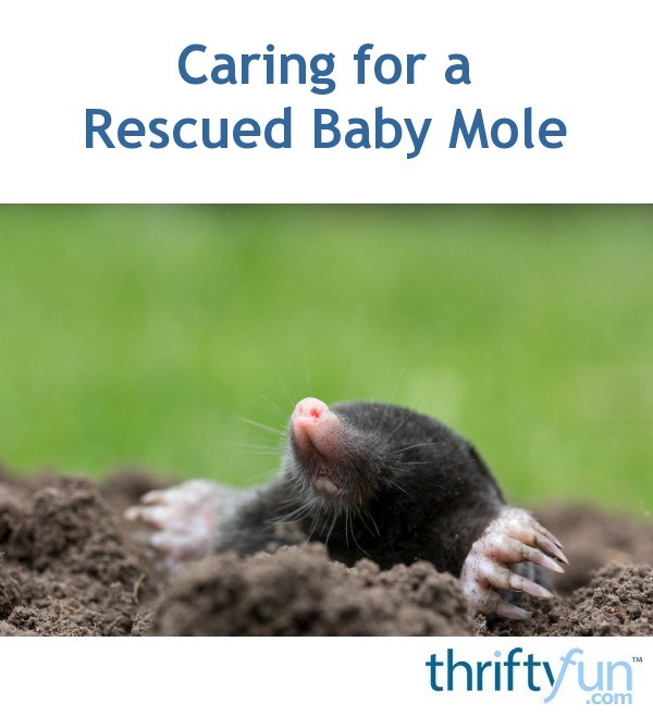 Caring for a Rescued Baby Mole | ThriftyFun