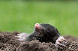 Mole coming out of a mole hole.