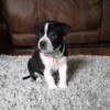 Is My Puppy a Pure Bred Pit Bull? - black and white puppy on grey rug