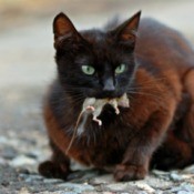 Cat With Mouse in Mouth