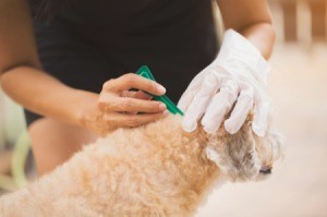 Dog Receiving Flea Treatment