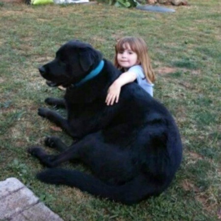 Bear (Rottweiler/Great Pyrenees Cross) - large black dog with a young child