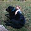 Bear (Rottweiler/Great Pyrenees Cross) - large black dog with a young child