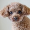 Close up of apricot Toy Poodle