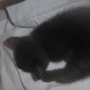 Introducing a New Kitten to the Resident Cat - black kitten