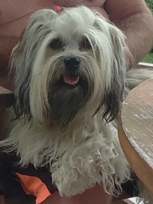 Toilet Trained Havanese Peeing -
Inside - white and gray dog