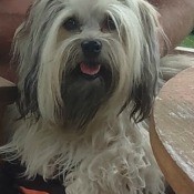 Toilet Trained Havanese Peeing -
Inside - white and gray dog