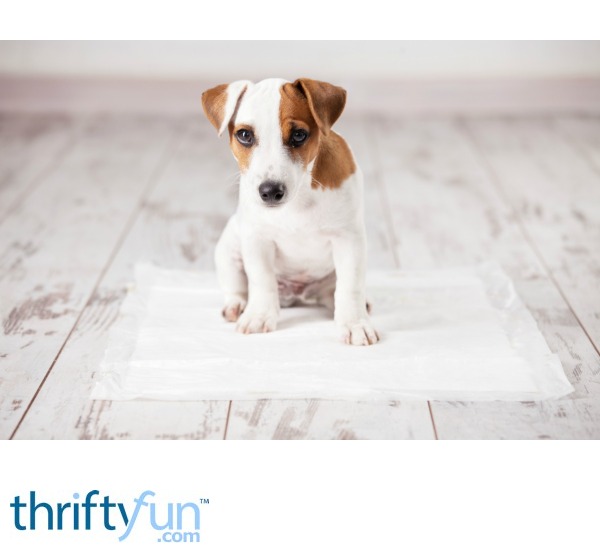 how to train a puppy without a crate