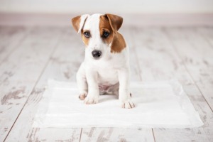 Puppie on a disposable pee-pad.